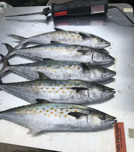 Spanish Mackerel In Virginia 